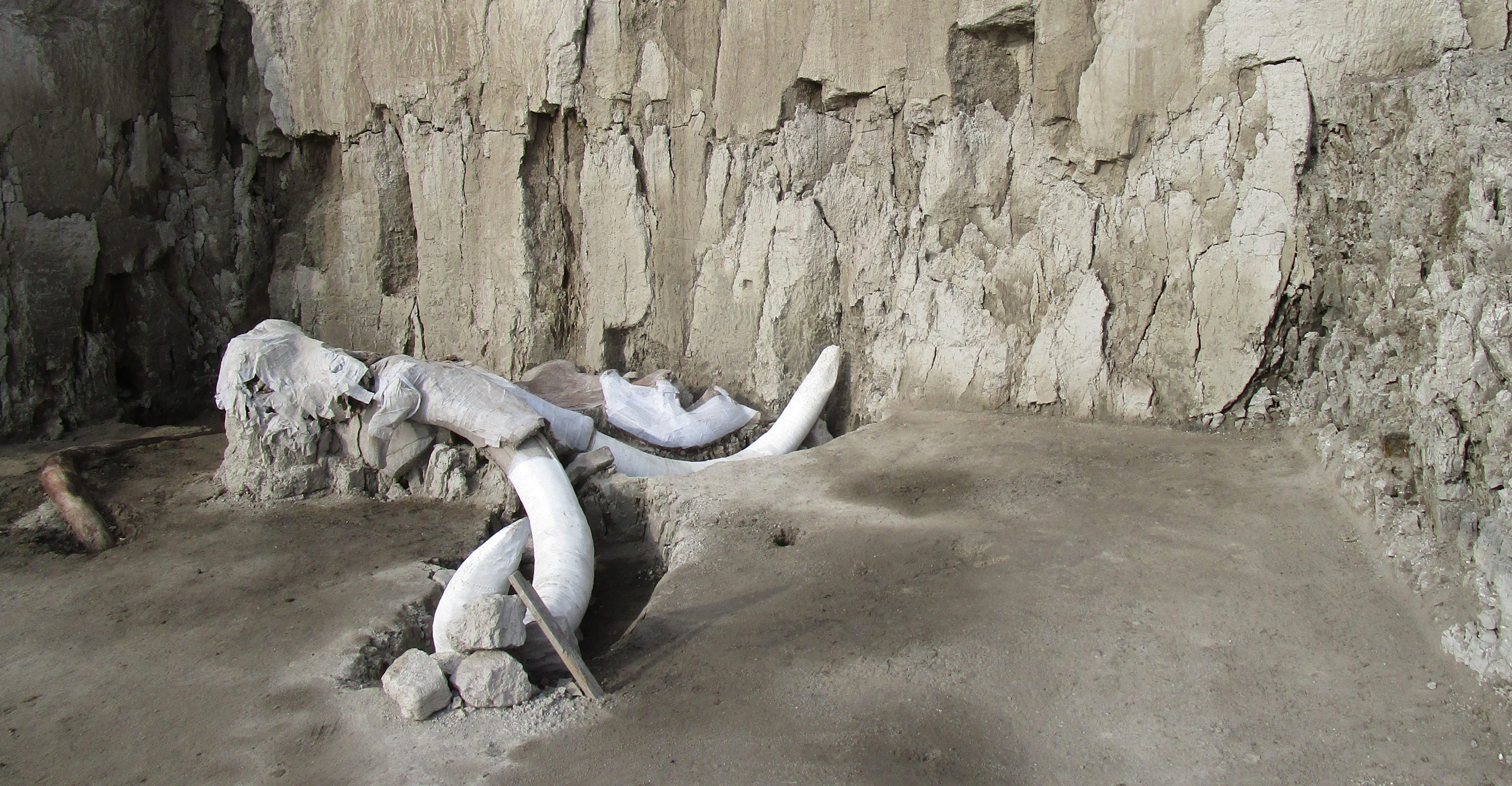 Hallan restos de mamuts a 10 km de aeropuerto en Santa Lucía
