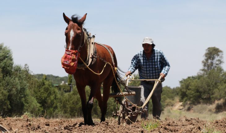 Los 5 programas de Agricultura con más presuntos desvíos en 2018