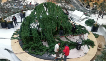 translated from Spanish: 15-metre tree collapses and injures a worker in Plaza Manacar