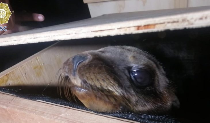 translated from Spanish: 2 are stopped for transporting sea lions without permission in CDMX