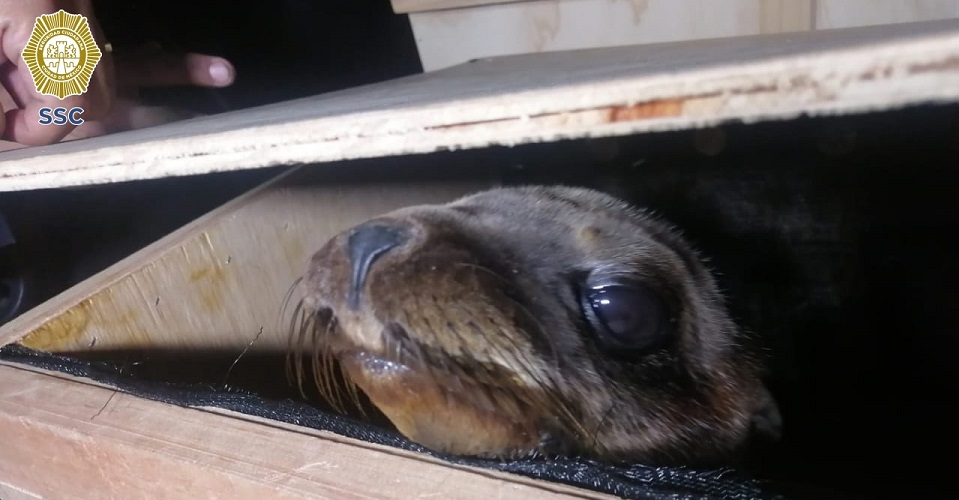 2 are stopped for transporting sea lions without permission in CDMX
