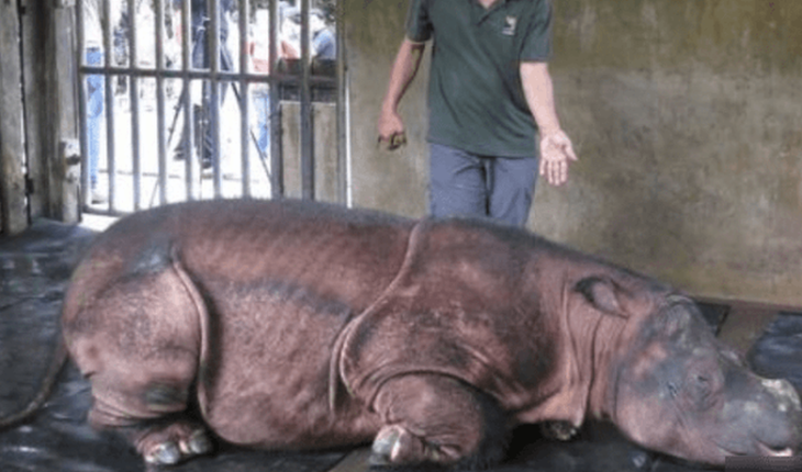 translated from Spanish: Malaysia’s last Sumatran rhino dies and fewer than 80 in the world