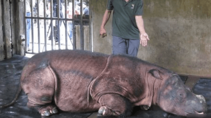 Malaysia's last Sumatran rhino dies and fewer than 80 in the world
