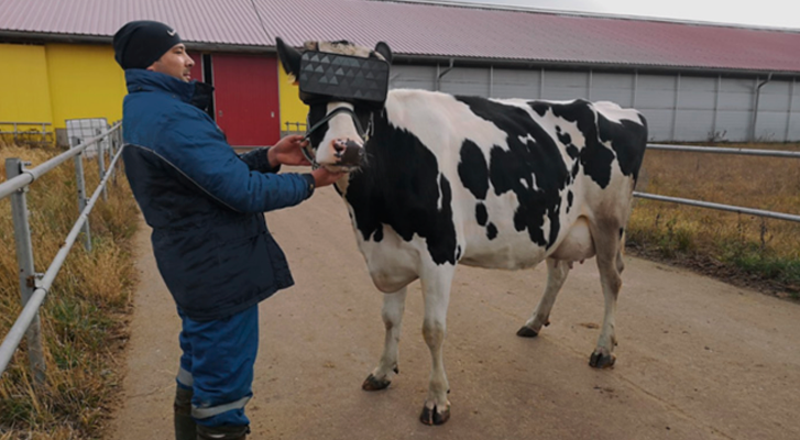 Russian farmers place virtual reality on cows so they feel they are in a meadow