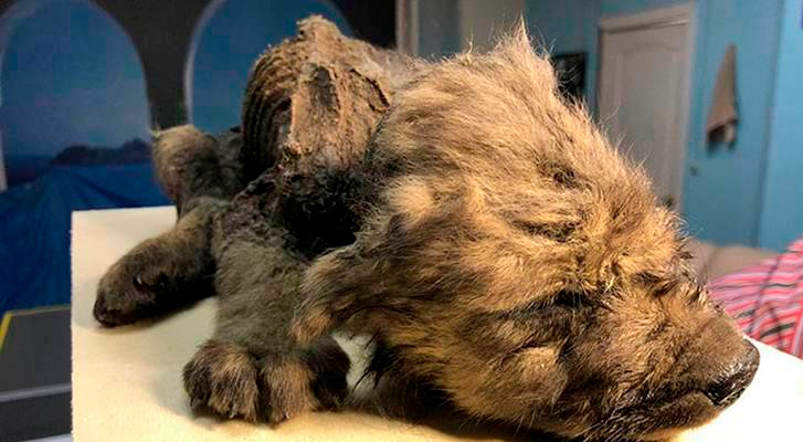 They discover a 18000-year-old frozen puppy in Siberia and bewilder scientists