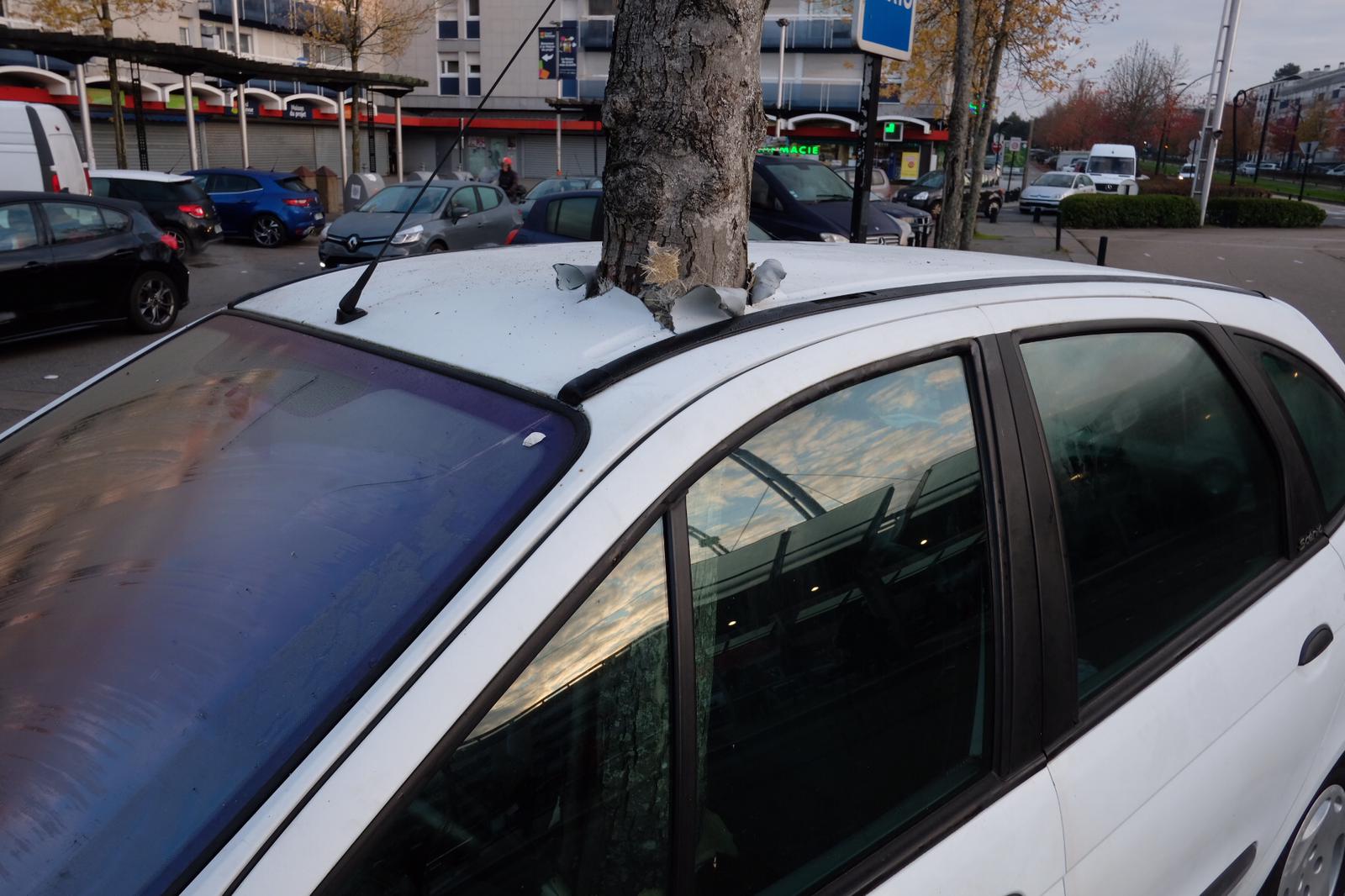 Tree that goes through a car, the truth, the false, the good and the bad (Video)