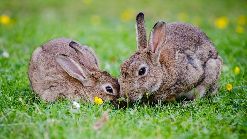 Los conejos estarían en peligro de extinción según la WWF