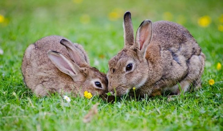 Los conejos estarían en peligro de extinción según la WWF