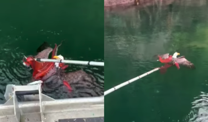 translated from Spanish: A giant octopus tried to drown a bald eagle that had pounced on it