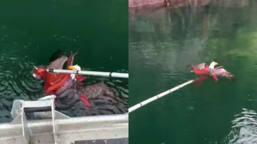 A giant octopus tried to drown a bald eagle that had pounced on it
