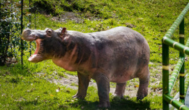 translated from Spanish: Pablo Escobar’s hippo escapes and wanders through a village