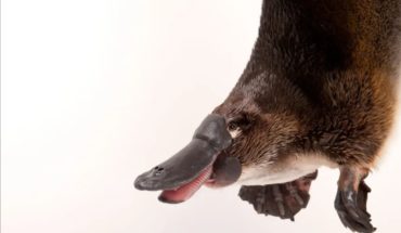 translated from Spanish: Platypus milk could be a great antibiotic against superbacteria