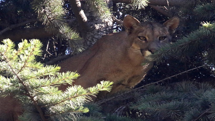 Puma slams found to be rescued in Lo Barnechea and SAG filed a complaint with the Prosecutor's Office