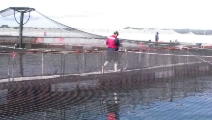 Salmon guild suspended participation of companies accused of collusion by the National Economic Prosecutor's Office