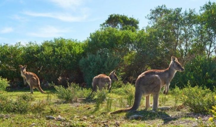 translated from Spanish: The alarming kangaroo hunt for pet food