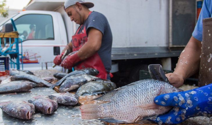 translated from Spanish: These fish contain high levels of mercury and damage your health