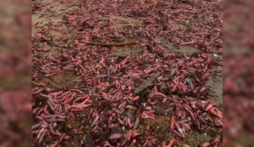 Thousands of "Urechis Caupo" fish appear on a California beach