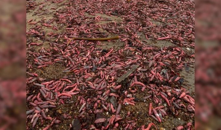 translated from Spanish: Thousands of “Urechis Caupo” fish appear on a California beach