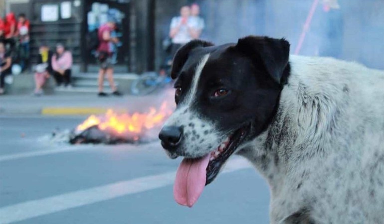 Perros: Realizan marcha falsa en Antofagasta para que can vaya al doctor