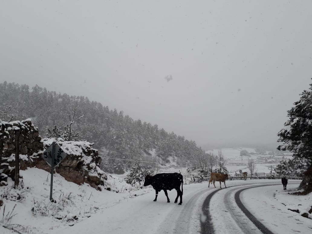 Durango-Mazatlán highway closes over heavy snowfall