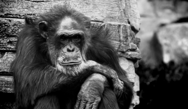 translated from Spanish: The other side of chimpanzees actors and pets