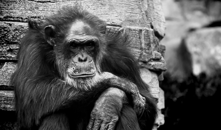 translated from Spanish: The other side of chimpanzees actors and pets