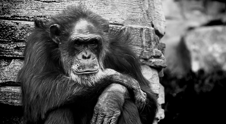 The other side of chimpanzees actors and pets