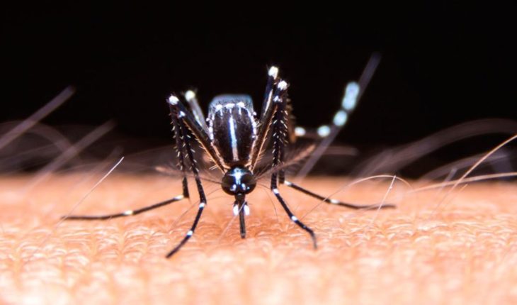 Dengue: Entre Ríos confirma el primer caso autóctono