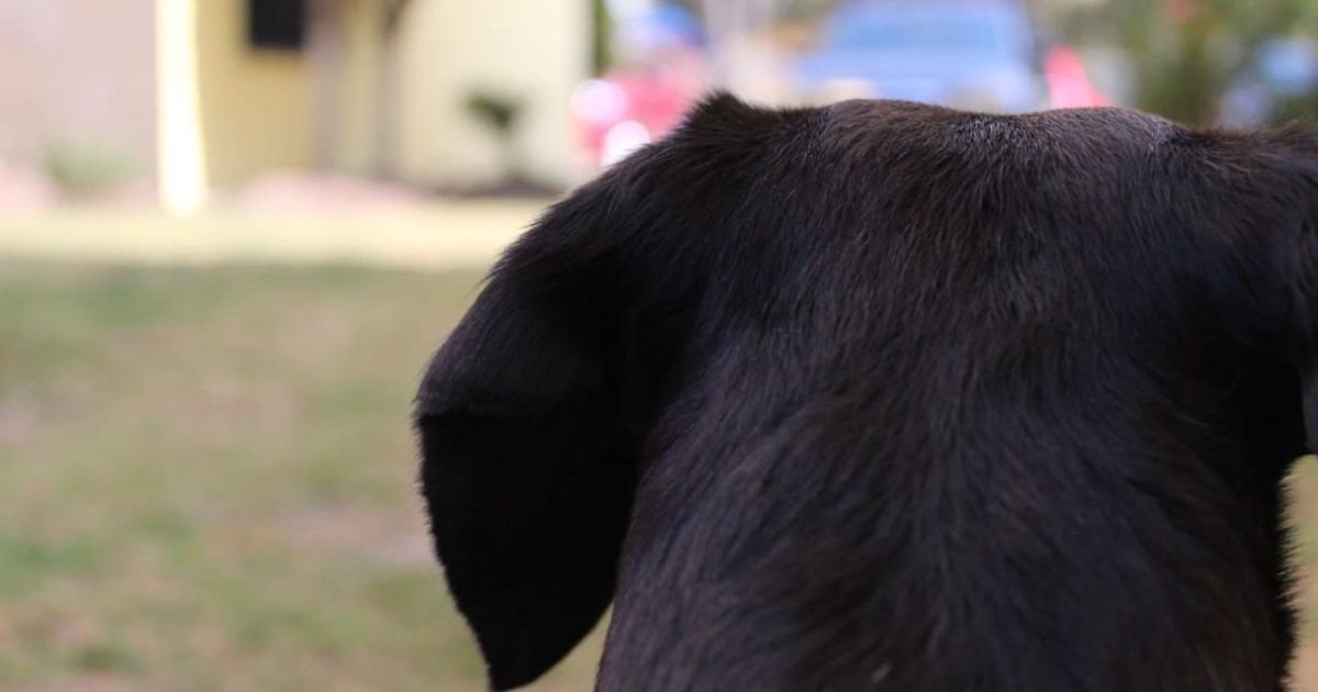 Detectan perro infectado con Coronavirus; sería el primero en el mundo