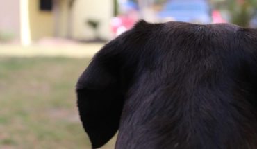 Detectan perro infectado con Coronavirus; sería el primero en el mundo