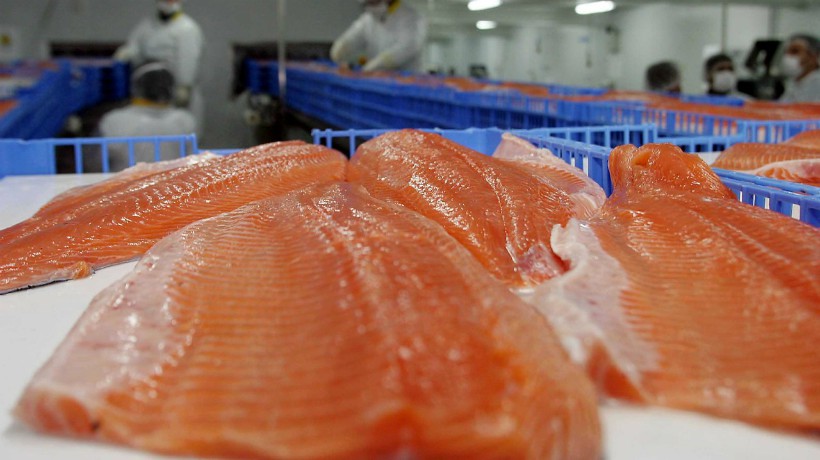 Directora de Sernapesca viajará a Rusia para abordar la prohibición a los salmones chilenos