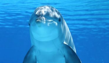 Encuentran muertos a 2 delfines con heridas de bala en Estados Unidos