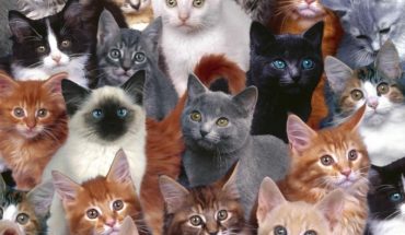Hoy se conmemora como el ‘Día Internacional del Gato’
