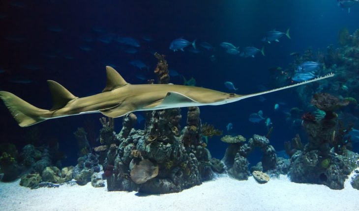 La apuesta de un científico mexicano por salvar al ‘tiburón sierra’