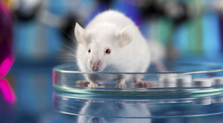 Logran curar la diabetes en ratones con células madre humanas
