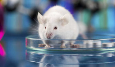 Logran curar la diabetes en ratones con células madre humanas