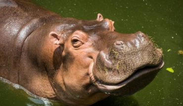 Preocupación en Colombia por los hipopótamos de Pablo Escobar: ¿plaga?