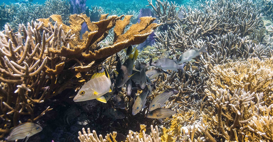 Se deteriora el Arrecife mesoamericano, el segundo más grande