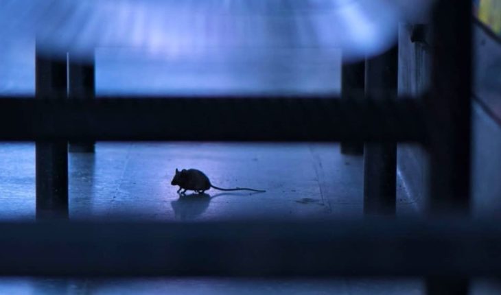 Una pelea de ratones en el subte de Londres, la nueva foto viral del año