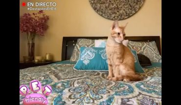 Video: Cómo cuidar a tus gatos | Destardes