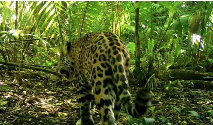 la carrera por proteger el hábitat del felino en México