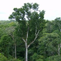 Amazon trees are "time capsules," according to a new study