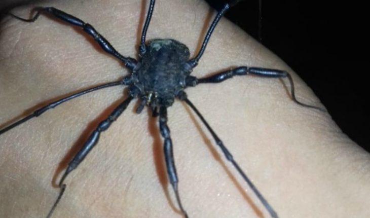 translated from Spanish: Caveman Arachnid is found in Mendoza