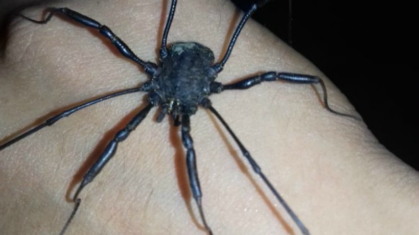 Caveman Arachnid is found in Mendoza