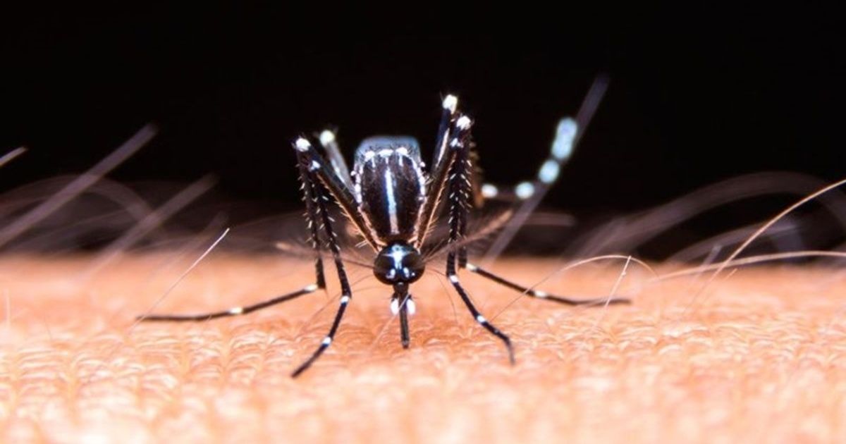 Dengue is already in 15 provinces of Argentina