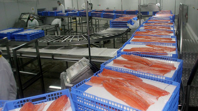 Director of Sernapesca and salmon ban in Russia: "There is probably protectionism"