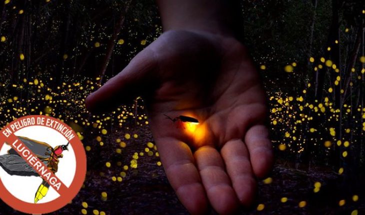 translated from Spanish: Massive expansion of light pollution puts fireflies in threat of extinction