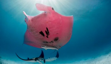 translated from Spanish: They catch a pink stingray on the Great Barrier Reef in Australia