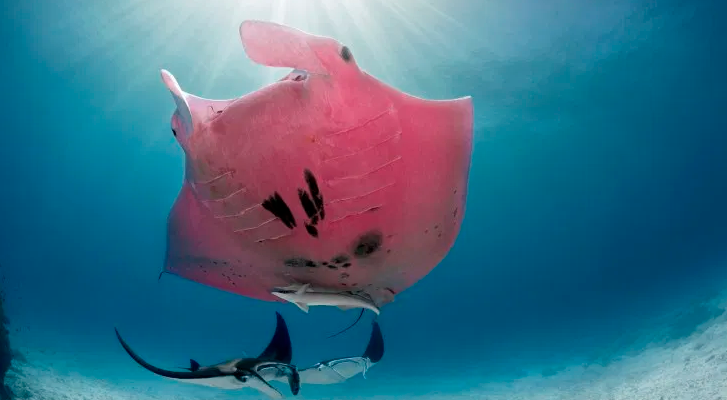 They catch a pink stingray on the Great Barrier Reef in Australia