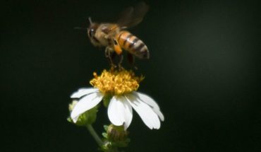 ¿Cómo producir alimentos sin terminar con la diversidad de abejas?